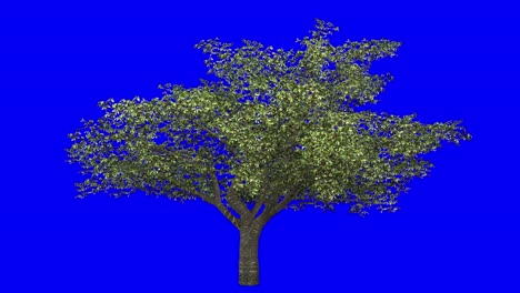 3D-Kirschbaum-Mit-Windeffekt-Auf-Blauem-Bildschirm,-3D-Animation