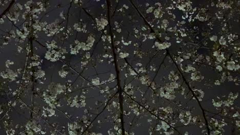 Sakura-Baumblüten-Vor-Schwarzem-Nachthintergrund,-Kirschblüte,-Japan
