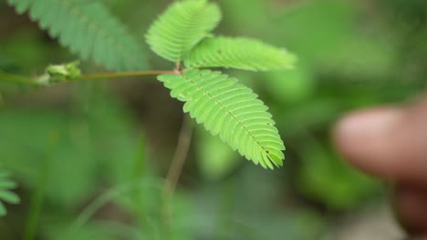 Si-Me-Tocas-No-Tocas-Las-Hojas-Del-árbol,-Las-Hojas-Del-árbol-Se-Doblarán