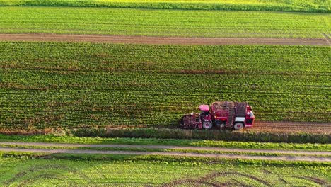 Sugar-beet-harvest-with-Holmer-Terra-Dos-T3