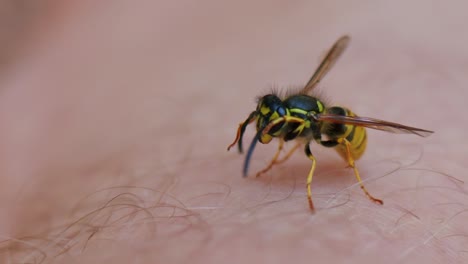 Peaceful-Wasp-sitting-on-hairy-skin-of-human-and-cleaning-herself,-close-up-shot