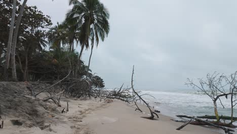 Tropischer-Sandstrand-Mit-Palmen,-Palomino-Beach-In-Kolumbien-An-Der-Karibikküste