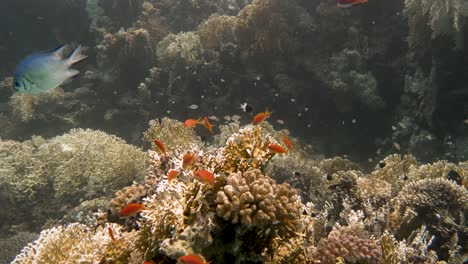 Peces-De-Colores-Vistos-Cerca-Nadando-Alrededor-De-Corales-Duros-En-4k