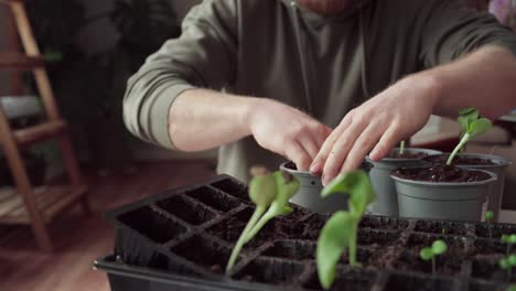 Cropped-View-Of-A-Man-Planting-Seedlings-In-A-Pot