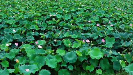 Nahaufnahme-Einer-Wunderschönen-Lotusblume-Und-Blätter,-Die-In-Einem-Lotusteich-In-Der-Sonne-Schwimmen