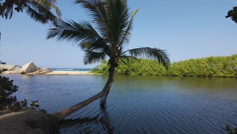 Slow-panning-shot-of-palm-trees-bending-into-the-sea-at-Tayrona-National-Park