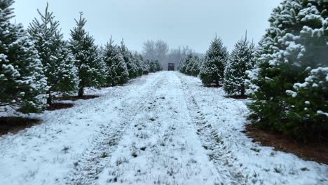 Weihnachtsbaumfarm-Mit-Schnee