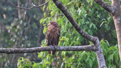 Looking-straight-to-the-camera-and-then-turns-its-head-to-the-right-over-its-shoulder,-Buffy-Fish-Owl-Ketupa-ketupu,-Juvenile,-Thailand