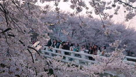 Flores-De-Cerezo-Con-Gente-En-El-Puente-Al-Fondo-En-Seúl,-Corea-Del-Sur