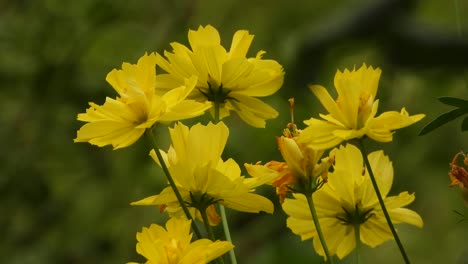 Hermosas-Flores-Amarillas-Hojas-De-Oro-