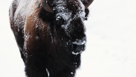 Büffel-Bison-Im-Winter-In-Montana