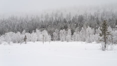 Lappland-Winterlandschaft,-Schneebedeckte-Wälder-An-Einem-Nebligen-Tag-Rechts-Schwenken