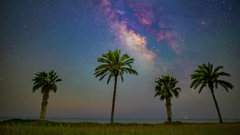 Tropical-Palm-Trees-With-Starry-Night-Sky-And-Shooting-Stars