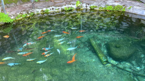 Clear-clean-pond-with-koi-fish-swimming-during-sunny-day,-close-up-top-view