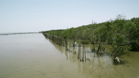 Líneas-De-Manglares-Plantadas-En-Un-área-Recuperada-Del-Mar-Ubicada-En-El-Distrito-De-Bangphu-En-Samut-Prakan,-Tailandia