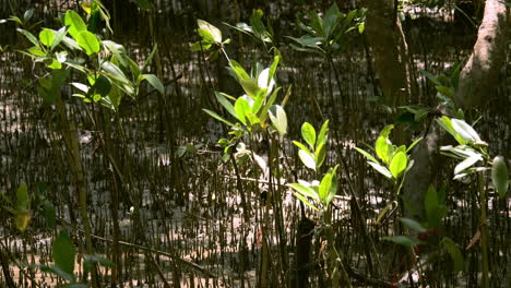 Swaying-gently-as-they-are-being-blown-by-the-wind,-mangrove-seedlings-are-basking-in-the-sunlight-that-goes-through-the-leaves-of-the-mangrove-trees