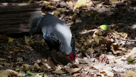 Seen-feeding-on-the-forest-ground-while-a-Spotted-Dove-is-seen-at-the-back-foraging,-Kalij-Pheasant-Lophura-leucomelanos,-Thailand