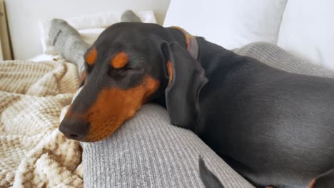 Perro-Somnoliento-Disfrutando-De-Un-Día-Relajante-En-El-Interior