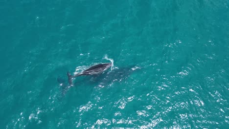 Ballenas-Jorobadas-Nadando-Bajo-El-Agua-En-Mar-Abierto