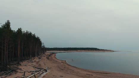Aerial-Shot-Gauja-River-Flows-Into-the-Baltic-Sea-Gulf-of-Riga,-Latvia-Broken-Pines-After-Storm-and-Washed-Up-Shore