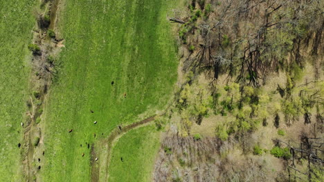 Rebaño-De-Vacas-En-Pastos-Verdes-Cerca-Del-Lago-Glen-Springs-En-Tennessee,-Estados-Unidos