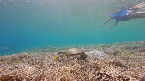 Snorkler-And-Sea-Turtle-Swimming-in-The-Ocean