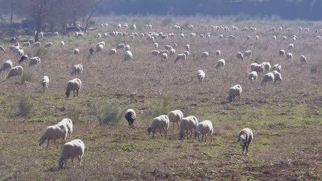 Wiese-Mit-Einer-Herde-Grasender-Schafe-Im-Herbst