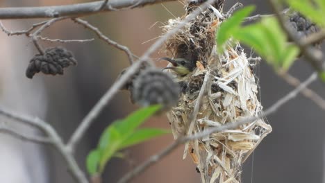 HUmmingbird-in-nest---green-leafs-