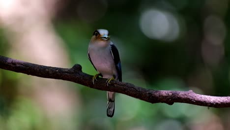 Looking-around-while-this-male-has-food-in-its-mouth,-flies-away-to-deliver,-Silver-breasted-Broadbill-Serilophus-lunatus,-Thailand