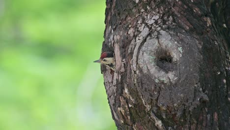 Blick-Aus-Seinem-Nest,-Eine-Ganz-Neue-Welt,-Dann-Geht-Es-Hinein,-Speckle-breasted-Woodpecker-Dendropicos-Poecilolaemus,-Thailand