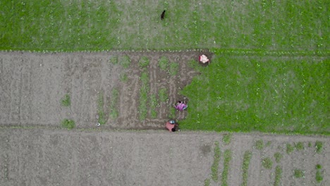 Farmers-Men-and-Women-Farmer-Working-in-Rice-Field