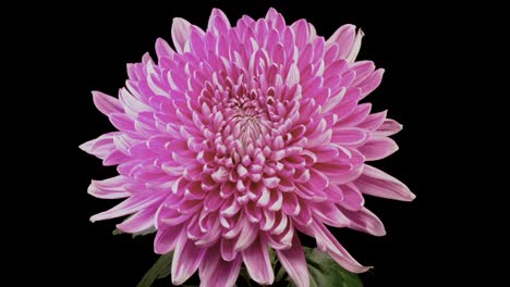 Pink-Chrysanthemum-flower-unfurling-and-opening-against-a-black-backdrop,-portraying-the-natural-wonder-of-blooming-blossoms
