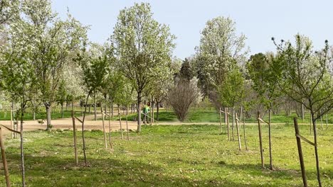 In-Einem-Bereich-Des-Jardinde-El-Principe,-Der-Dem-Anbau-Gewidmet-Ist-Und-In-Dem-Obstbäume,-Apfelbäume-Und-Birnbäume-Blühen,-Sehen-Wir-Einen-Gärtner-Mit-Einem-Freischneider,-Der-Unkraut-Entfernt