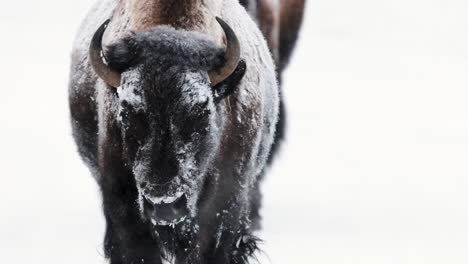 Büffel-Bison-Im-Winter-In-Montana