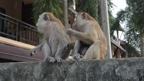 Dos-Monos-Macacos-En-La-Playa-De-Railay
