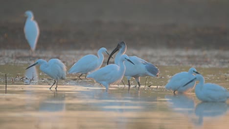 Vogelschwarm-Fischt-Im-Sonnenaufgang-Am-Seeufer