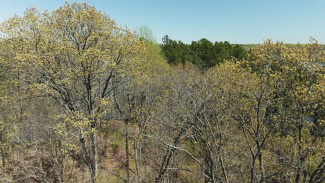 Árboles-Desnudos-Que-Rodean-El-Lago-Glen-Springs-En-Tennessee,-Estados-Unidos---Disparo-Aéreo-Con-Drones