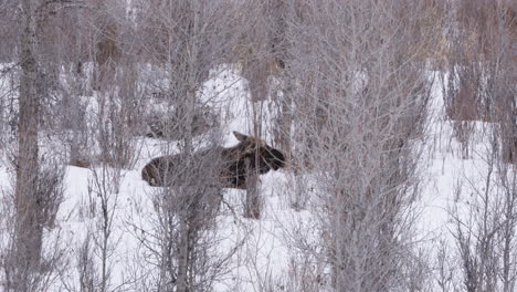 Moose-laying-in-the-snow-and-brush-while-chewing-on-twigs