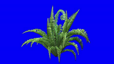 3D-boston-fern-plant-with-wind-effect-on-blue-screen-3D-animation