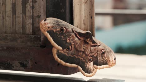 Colorful-butterfly-with-huge-wings.-Lepidoptera.-Entomology