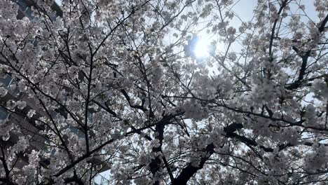 Nahaufnahme-Eines-Kirschblütenbaums-Mit-Sonnigem-Skyline-Hintergrund,-Sakura,-Japan-Frühling