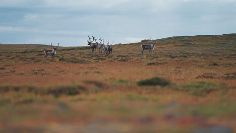 Eine-Kleine-Herde-Rentiere-Streift-Durch-Die-Herbstliche-Tundra-Und-Grast-Auf-Moos-Und-Flechten