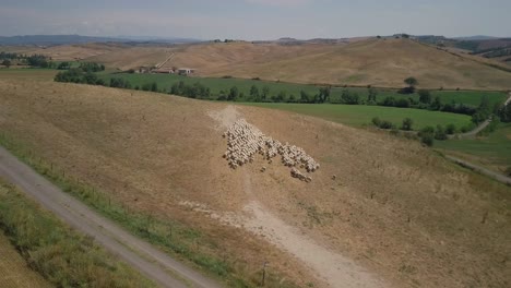 Drone-Siguiendo-Un-Rebaño-De-Ovejas-Moviéndose-Por-La-Colina-Del-Paisaje-Escénico-De-La-Toscana-En-Italia