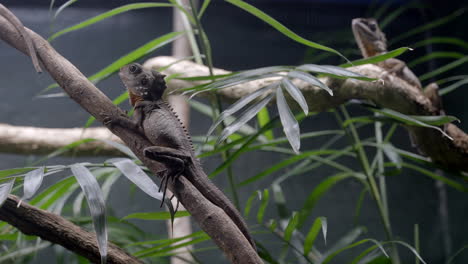 Eidechse-Sitzt-Im-Wald.-Australische-Tierwelt-In-Gefangenschaft