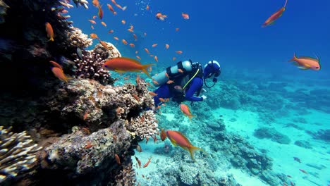 Ein-Taucher-In-Einem-Blau-schwarzen-Neoprenanzug-Erkundet-Ein-Lebhaftes-Korallenriff-Voller-Orangefarbener-Fahnenbarsche-Im-Kristallklaren-Blauen-Wasser-Des-Roten-Meeres-In-Ägypten,-Während-Das-Sonnenlicht-Durch-Die-Oberfläche-Fällt