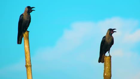 Dos-Cuervos-Posados-Sobre-Cañas-De-Bambú,-Fondo-De-Cielo-Azul