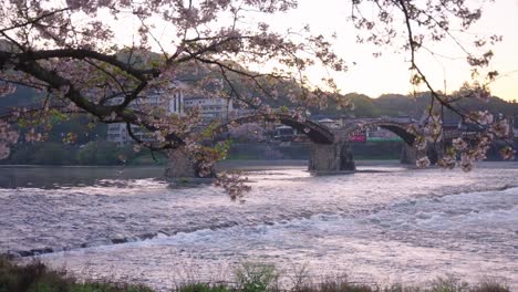 Sakura-Cherry-Blossoms-Over-Kintaikyo-Bridge-in-Early-Morning,-Iwakuni-4k