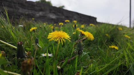 Low-angle-filming-in-flowers-and-grass-yellow-dandelions