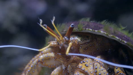 Crab-closeup-underwater