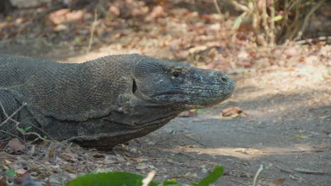 Close-up-of-a-Komodo-dragon-lying-on-the-ground,-showcasing-its-intricate-scales-and-formidable-presence
